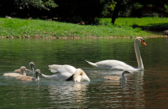 Swan family