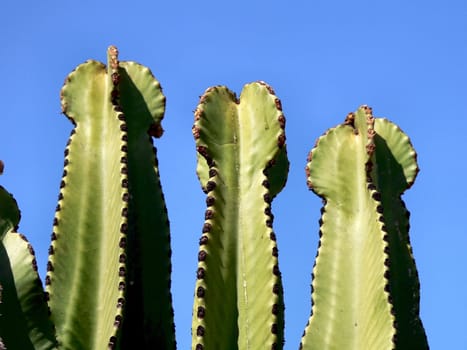 three cacti