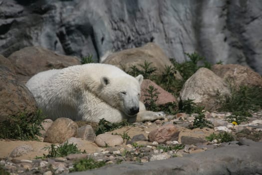 Polar bear