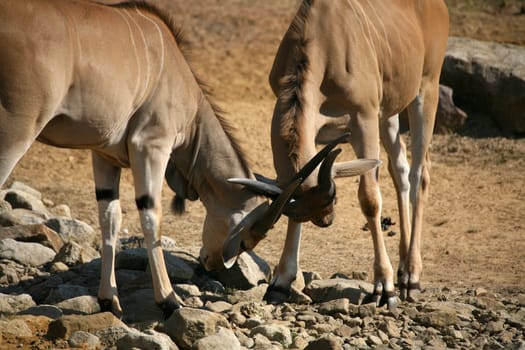 Eland: