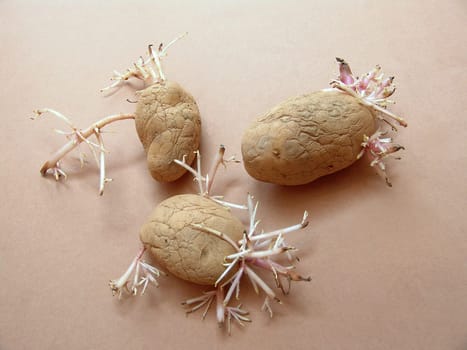 Potato shoots