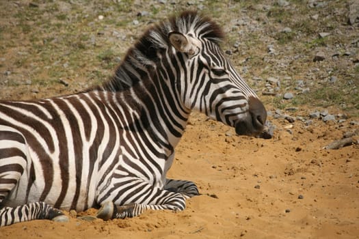Zebra