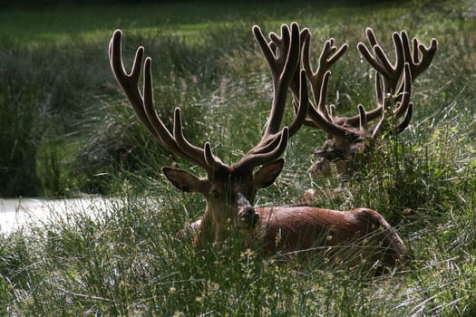 Light antlers