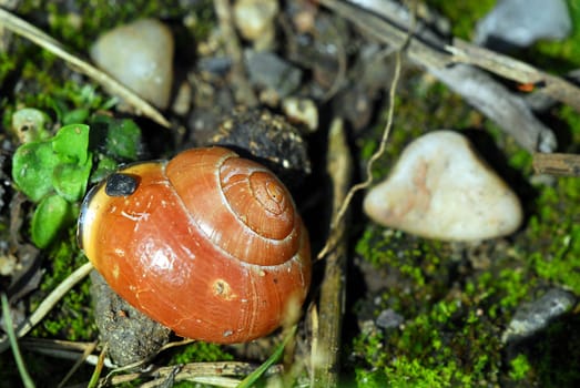 Ribbon snail