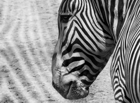 Zebra