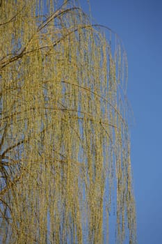 Weeping willow