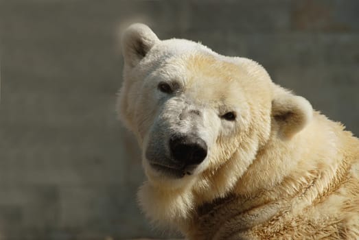 Actually,he looked quite friendly....!:-)
