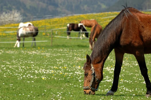 Horses 3