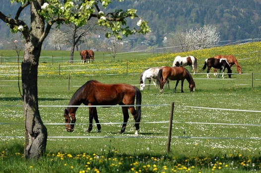 Horses 2