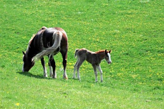 Horses 4