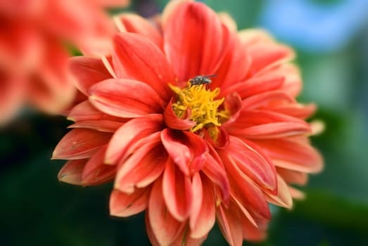 The visit to the dahlia