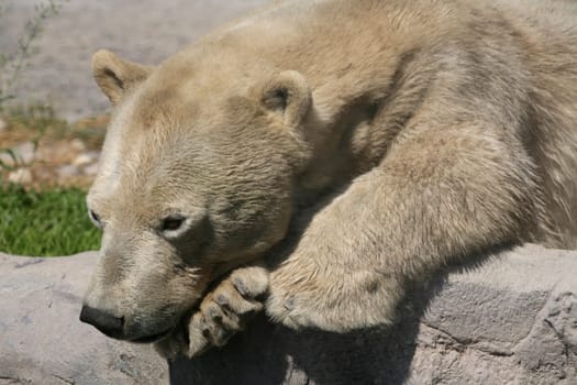 Ursus maritimus