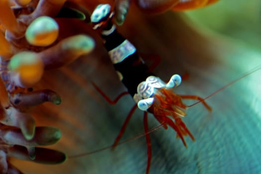 Thor shrimp