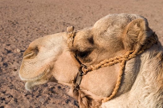 Camel portrait