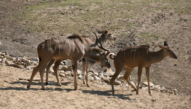 Greater kudu
