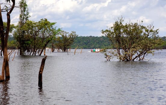 Igapo Forest,Amazon,Brazil