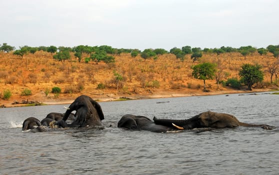 Elefantenaarung,Chobe,Botswa