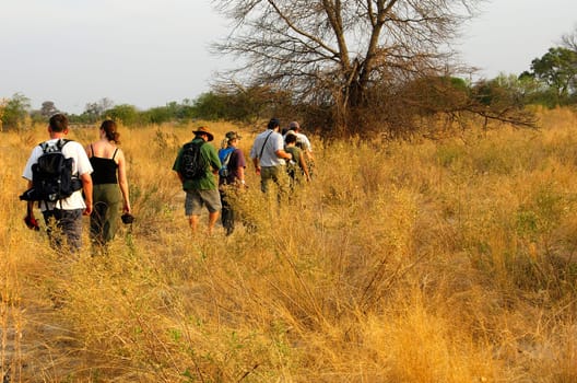 Safari Stalking,Africa