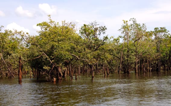 Igapo flood forest,Amazon,Bra