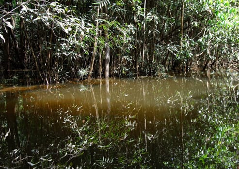 Rainforest,Amazon,Brazil