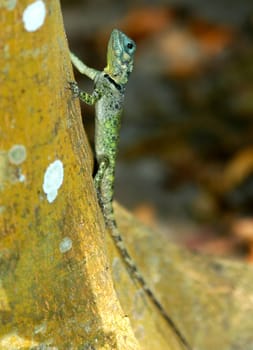 Lizard,Amazon,Brazil