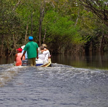 Igapo flood forest,Amazon basin,Brazil
