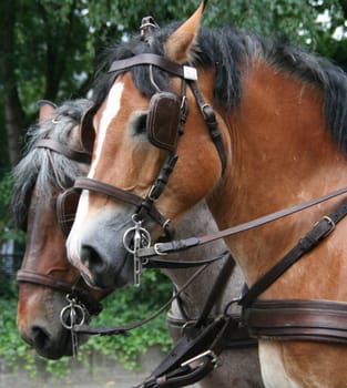 Carriage team