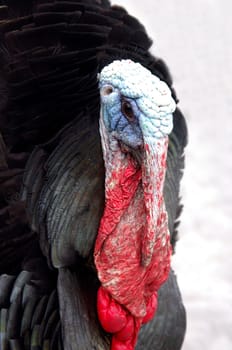 Male turkey