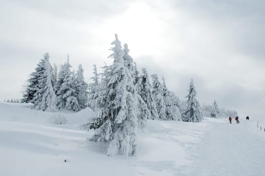 Winter Landscape 20