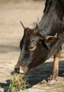 Bos taurus indicus