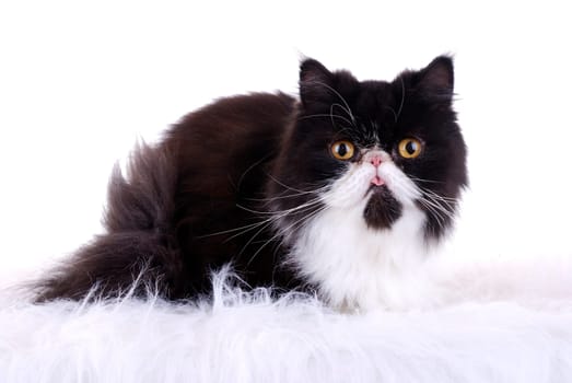Persian Cat
