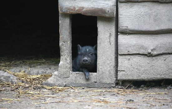 Pot-bellied pigs