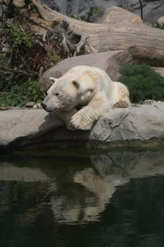 Ursus maritimus