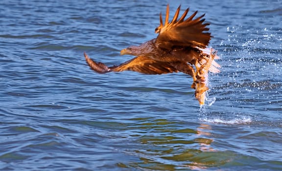 After the eagle in the approach,now the catch! The picture doesn't quite meet my self-imposed requirements in terms of sharpness,but how many chances do you get in life to watch a white-tailed eagle hunt?