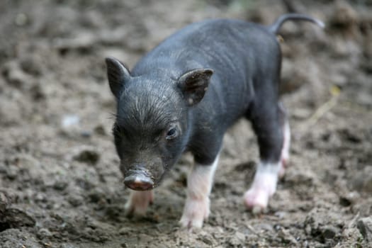 Pot-bellied pig