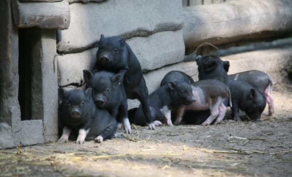Pot-bellied pigs