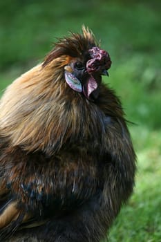 Japanese silk chicken