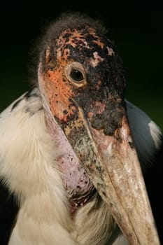 Marabu Portrait