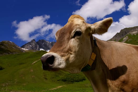 Cow