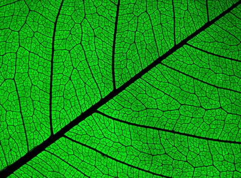 Leaf,Detail