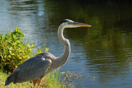 Waiting for the fish