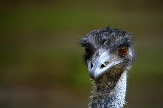 Emu