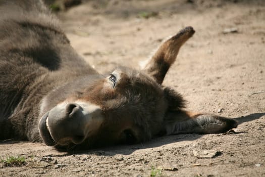 Equus asinus asinus