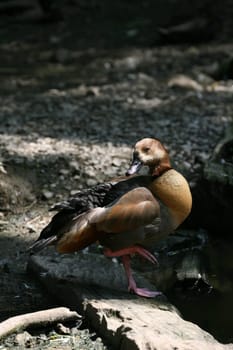 Grey-headed Kasarka
