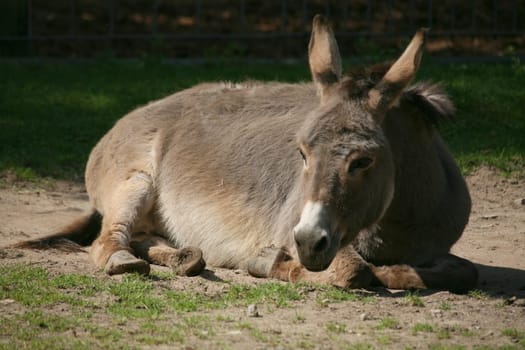 Donkey