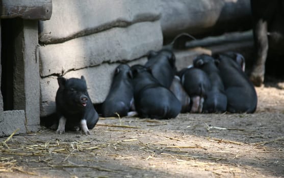 Piglet