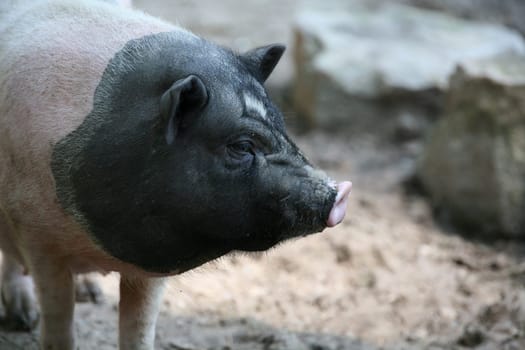 Pig portrait