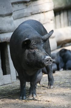 Pot-bellied pig