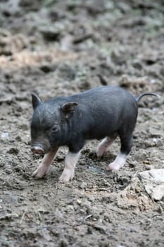 Piglet