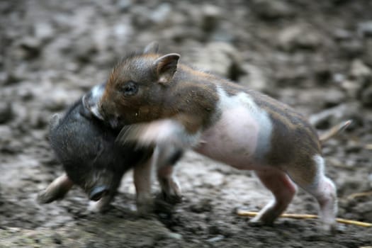 Young hanging book pigs